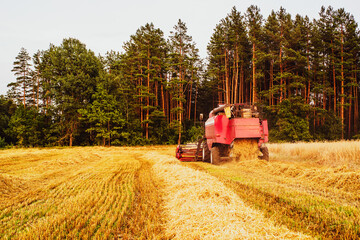 Combine harvester in the field reaps wheat at sunset in summer. Agricultural work	