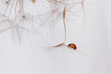 Closeup of a ladybug perched on a fluffy white dandelion against a bright background, capturing nature's beauty.