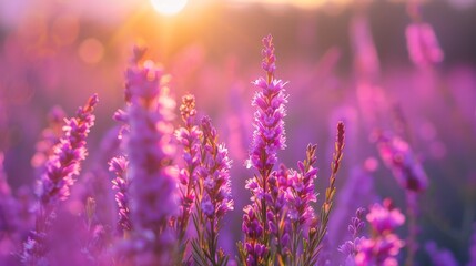 Close-up of a purple heather flower in a meadow