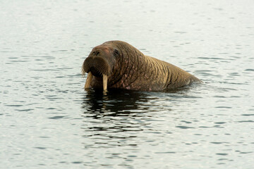Morse, Odobenus rosmarus, Spitzberg, Svalbard, Norvège