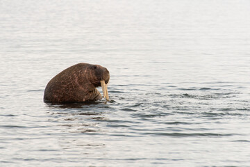 Morse, Odobenus rosmarus, Spitzberg, Svalbard, Norvège
