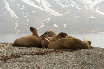 Morse, Odobenus rosmarus, Spitzberg, Svalbard, Norvège