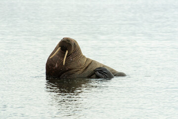 Morse, Odobenus rosmarus, Spitzberg, Svalbard, Norvège