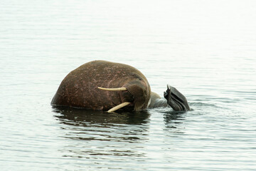 Morse, Odobenus rosmarus, Spitzberg, Svalbard, Norvège