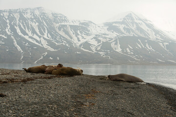 Morse, Odobenus rosmarus, Spitzberg, Svalbard, Norvège