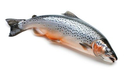Obraz premium Isolated raw salmon falling on a white backdrop, emphasizing its rich pink hue and detailed scales