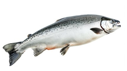 Obraz premium Raw salmon in free fall against a white background, highlighting its detailed scales and natural color