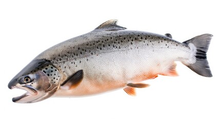 Naklejka premium Raw salmon isolated in mid-air on a white background, highlighting its vivid color and detailed scales