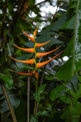 Indonesian Bird of Paradise Flower in a Rainforest Green Background.