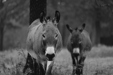 Fototapeta premium Pair of mini donkeys in farm field for pets.