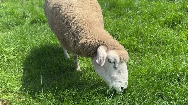 풀을 뜯어먹고 있는 양 한마리