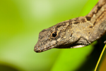 A closeup photo of a lizard against green background