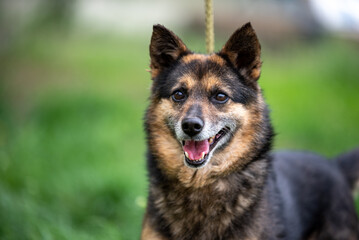 senior mongrel dog smiling on a walk against a background of green grass