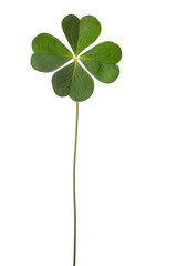 Lucky clover St Patrick Day Irish holiday shamrock symbol isolated transparent png