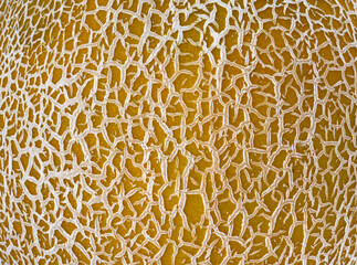 Melon skin close up and interesting effect created.
