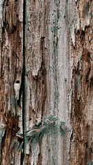Weathered planks with a hint of faded green paint - Detail of a century old barn in the Netherlands (Achterhoek).