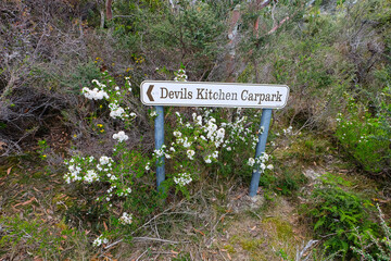 Tasman Arch, Devil's kitchen and the Blow hole, Tasmania, Hobart, Australia, wild flowers