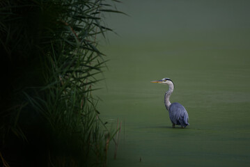 great heron in the water