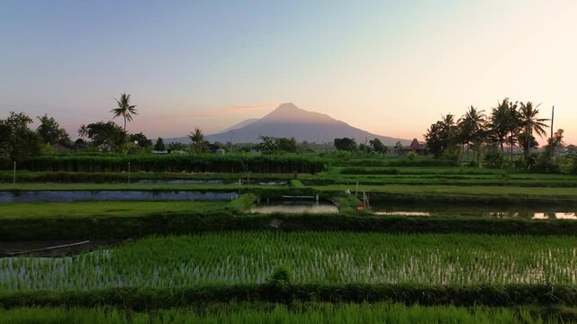 4k aerial footage of the morning with a golden yellow sky and a very dashing view of Mount Merapi. Morning atmosphere in the countryside with a mountain backdrop and rice fields in the foreground