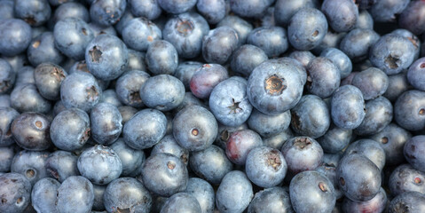 Close up photo of fresh organic blueberries, selective focus.