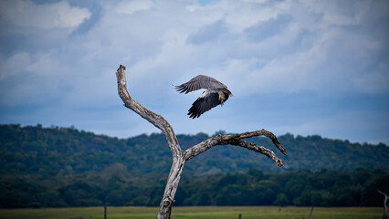 vulture in flight