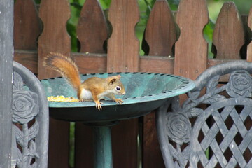 Baby Squirrel stealing some bird seed