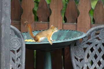 Baby Squirrel stealing some bird seed