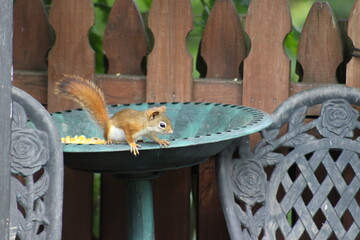 Baby Squirrel stealing some bird seed