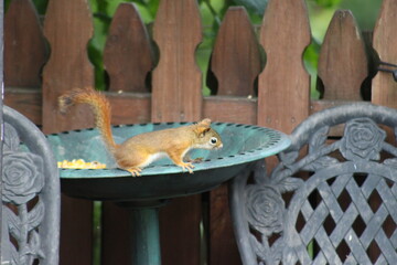 Baby Squirrel stealing some bird seed