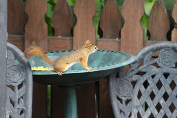 Baby Squirrel stealing some bird seed