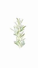 A simple illustration of a single rosemary in the center of the image is a symbol of art. Dynamic on a clean white background.