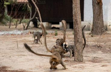 Common brown lemur (Eulemur fulvus) with orange eyes.