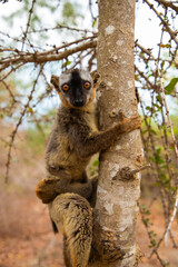 Common brown lemur (Eulemur fulvus) with orange eyes.