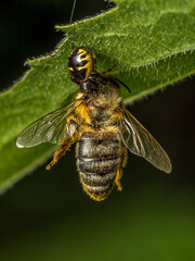 Honeybee killed by Napoleon Spider