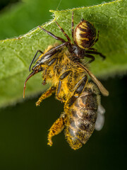 Honeybee killed by Napoleon Spider