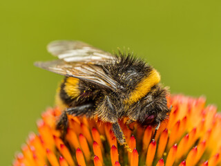 A bumblebee pollinating echinacea flowers