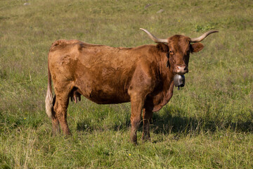 vache salers avec sa cloche sur les plateaux d'estive du Cantal