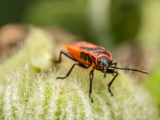 Firebug sitting on green leaf