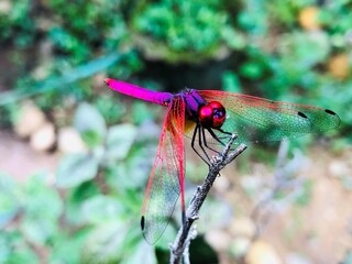 dragonfly