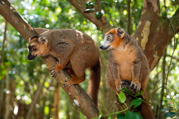Crowned lemur (Eulemur Coronatus), endemic animal