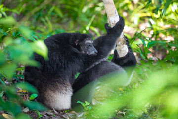 Lemur Indri indri, babakoto largest lemur from Madagascar