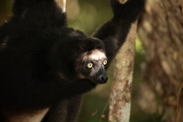 Lemur Indri indri, babakoto largest lemur from Madagascar