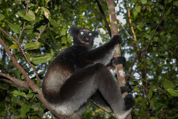 Lemur Indri indri, babakoto largest lemur from Madagascar