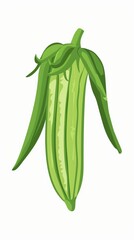 A simple illustration of an okra with only one in the middle of the picture, which is a symbol of art. Dynamic on a clean white background.