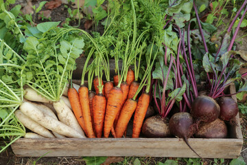 Root vegetables autumn harvest in garden. Fresh raw daikon white radish, carrot and beetroot in...