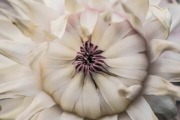 Obraz premium スイレン