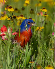 Male Painted Bunting