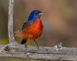 Male Painted Bunting