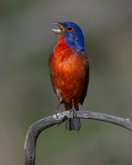Male Painted Bunting