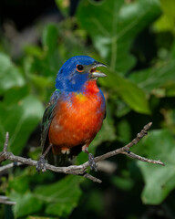 Male Painted Bunting